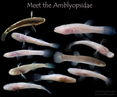 cave fish|Amblyopsidae .